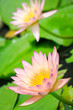 Water lily