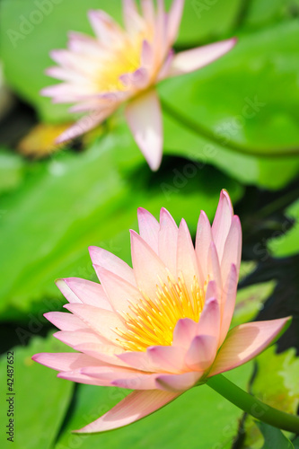 Photo: Water lily Water lily