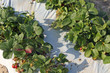Fraises sur plastique