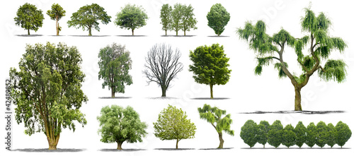 Photo: Collection d'arbres isolés sur fond blanc Collection d'arbres isolés sur fond blanc