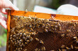 Honeycomb