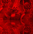 Red roses with dew