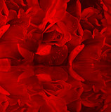 Red roses with dew