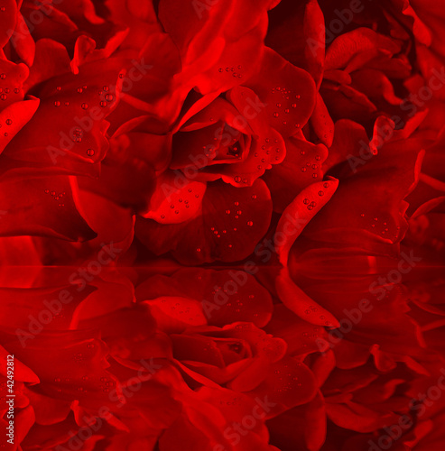 Photo: Red roses with dew Red roses with dew
