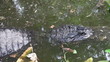Alligator in a floridian swamp