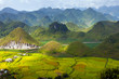 Quan Ba Rice Field