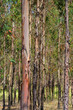 Foto: Eukalyptus - eucalyptus 15 Eukalyptus - eucalyptus 15