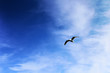 blue deep sky and seagull