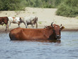 Cows at a riverbank