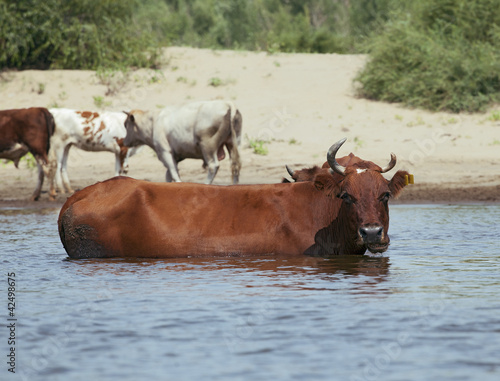 Photo: Cows at a riverbank Cows at a riverbank