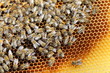 viele Honigbienen