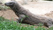 Komodo dragon
