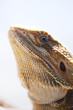 Photo: Bearded dragon inside a vivarium photographed in portrait Bearded dragon inside a vivarium photographed in portrait