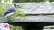 blue jay