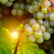 Sunny white grape