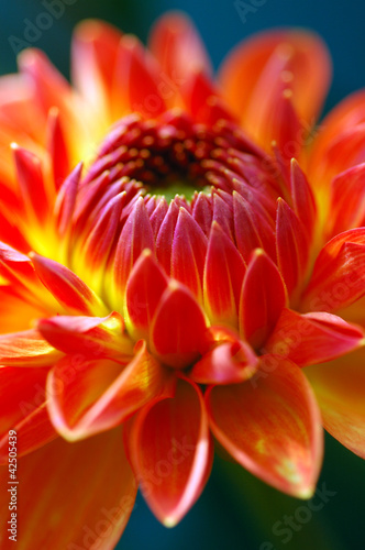 Foto: Dahlia Dahlia
