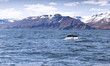 A humpback whale's tail