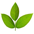 Walnut tree leaves