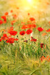 Foto: Red poppies Red poppies