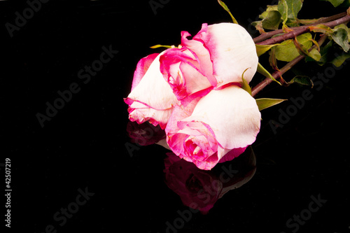 Photo: Three roses Three roses