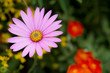 Pink flowers