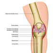 knie gelenk anatomie illustration, beschreibung deutsch