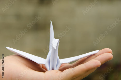 Photo: White crane White crane