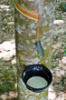 Tapping latex from a rubber tree