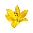 Lily flower