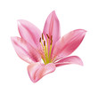 Lily flower