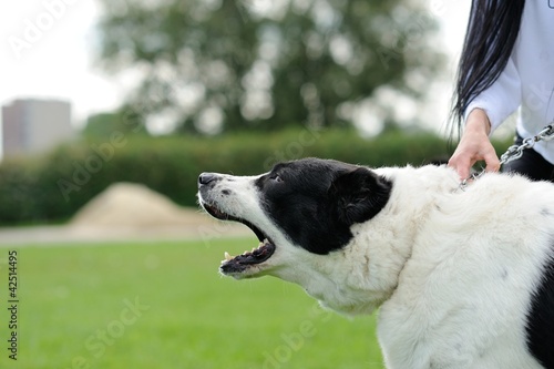 Photo: angry dog with bared teeth angry dog with bared teeth
