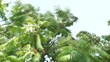 Video Sumac in severe storm (rhus hirta)