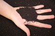 Hand mit Rapssamen