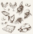 chicken breeding