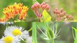 Wild Flowers