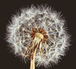 Photo: Close-up of dandelion on brown background Close-up of dandelion on brown background
