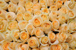 Orange roses