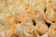 Orange roses
