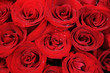 Red roses background