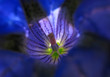 In der Enzianblüte - in a gentian blossom