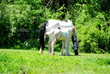 White Farm Horses