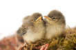 Photo: zwei Jungvögel im Nest zwei Jungvögel im Nest