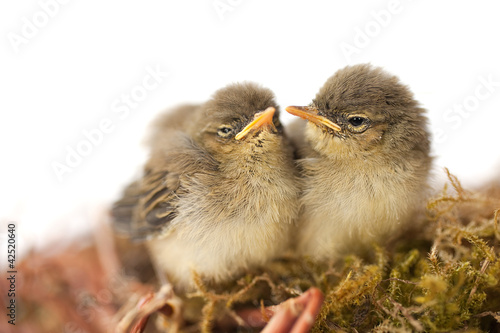 Photo: zwei Jungvögel im Nest zwei Jungvögel im Nest