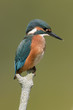 Photo: Kingfisher Kingfisher