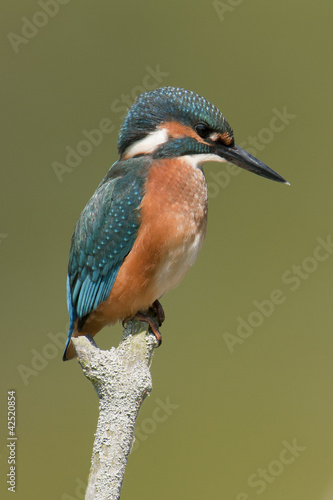Photo: Kingfisher Kingfisher