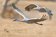 Photo: Flying cranes Flying cranes