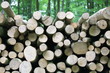 Holz-15364b1