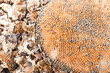 Sunflower dry background