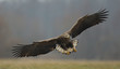 aigles