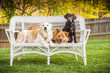 Three dogs posing on chair outdoor